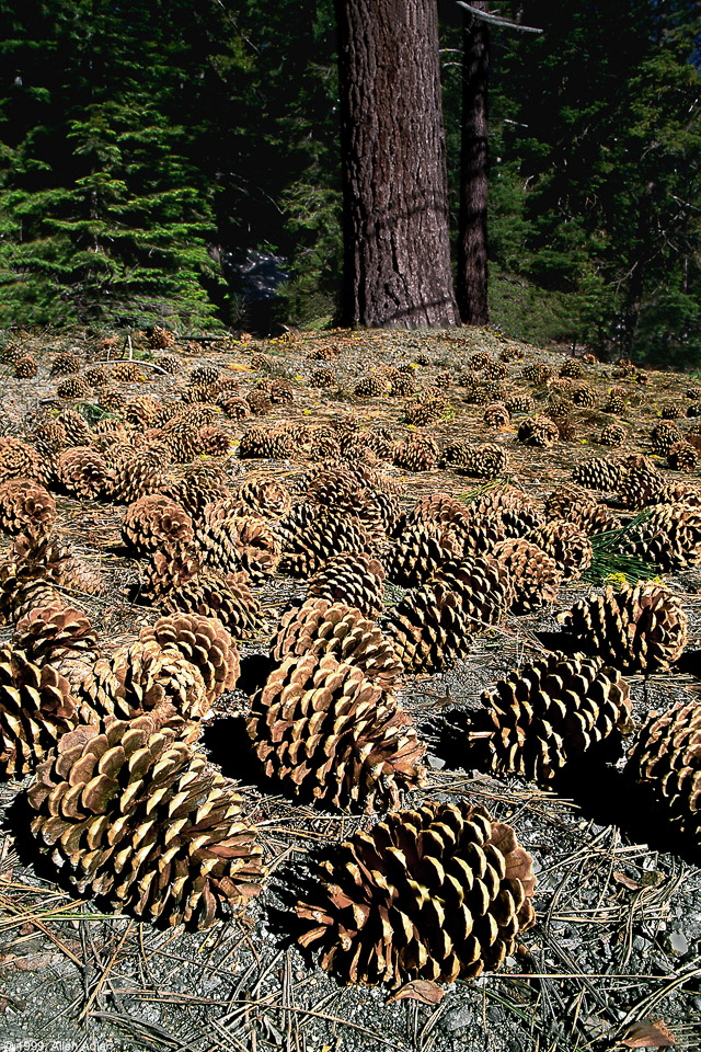  Tahoe Pines by Allen Adler