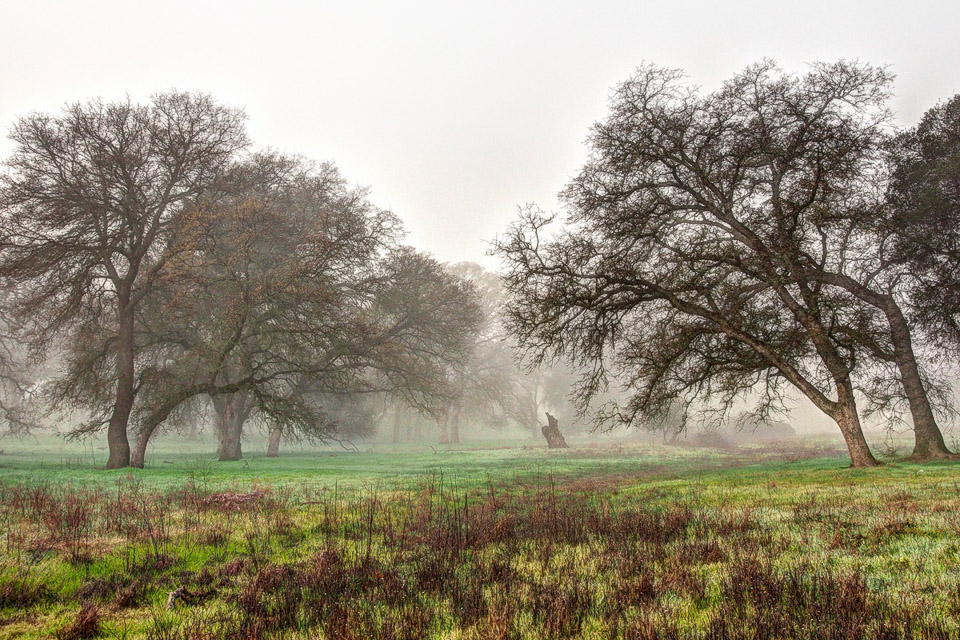  Morning Fog by Ron Nabity
